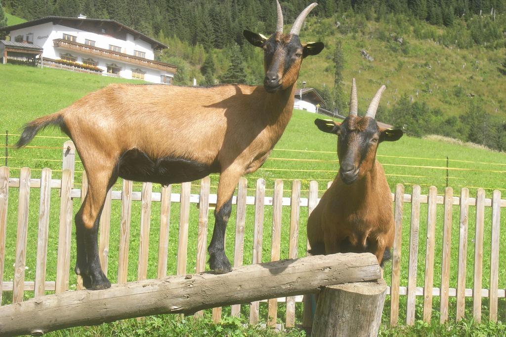 Haus Falger Appartamento Berwang Esterno foto